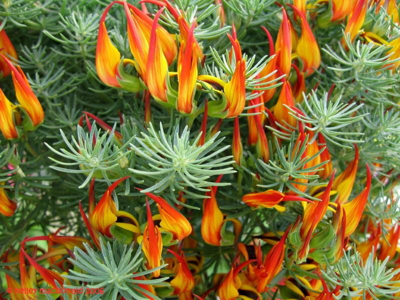 Hoa mỏ vẹt,mỏ vẹt,Lotus berthelotii,họ đậu,Fabaceae,hoa quý hiếm,hoa đẹp