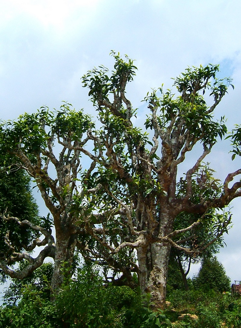 Cây trà,cây chè,Camellia sinensis,trà xanh,trà ô long,trà đen,chè Thái Nguyên,chè Phú Thọ,chè Hòa Bình,chè Tân Cương Thái Nguyên