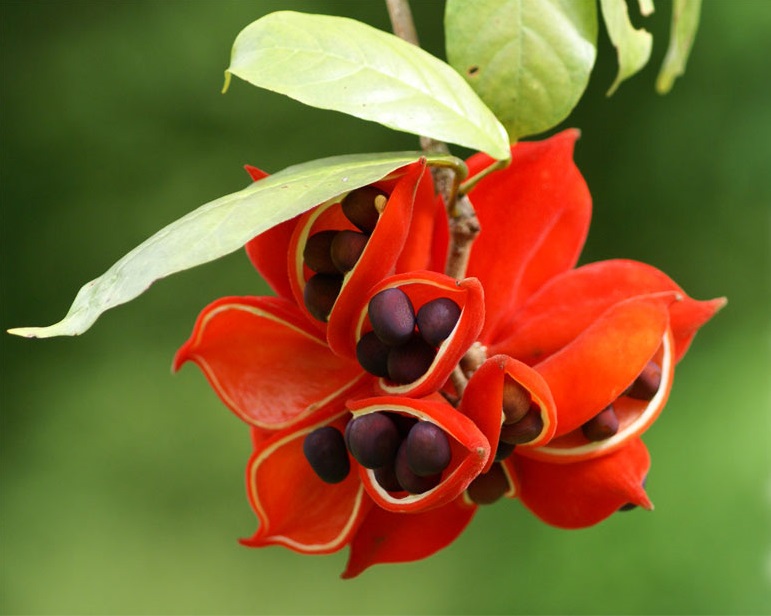 Cây sang,cây giầu sang phú quý,cây sang trọng,cây phong thủy,sterculia lanceolata,cây công trình