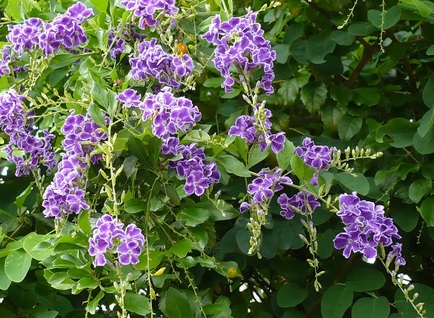 Hoa cây chuỗi ngọc