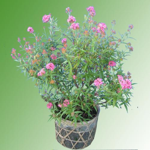 Cây liễu hồng,cay lieu hong,liễu mai,lieu mai,cúc nữ hoàng,cuc nu hoang,rondeletia leucophylla,rubiaceae