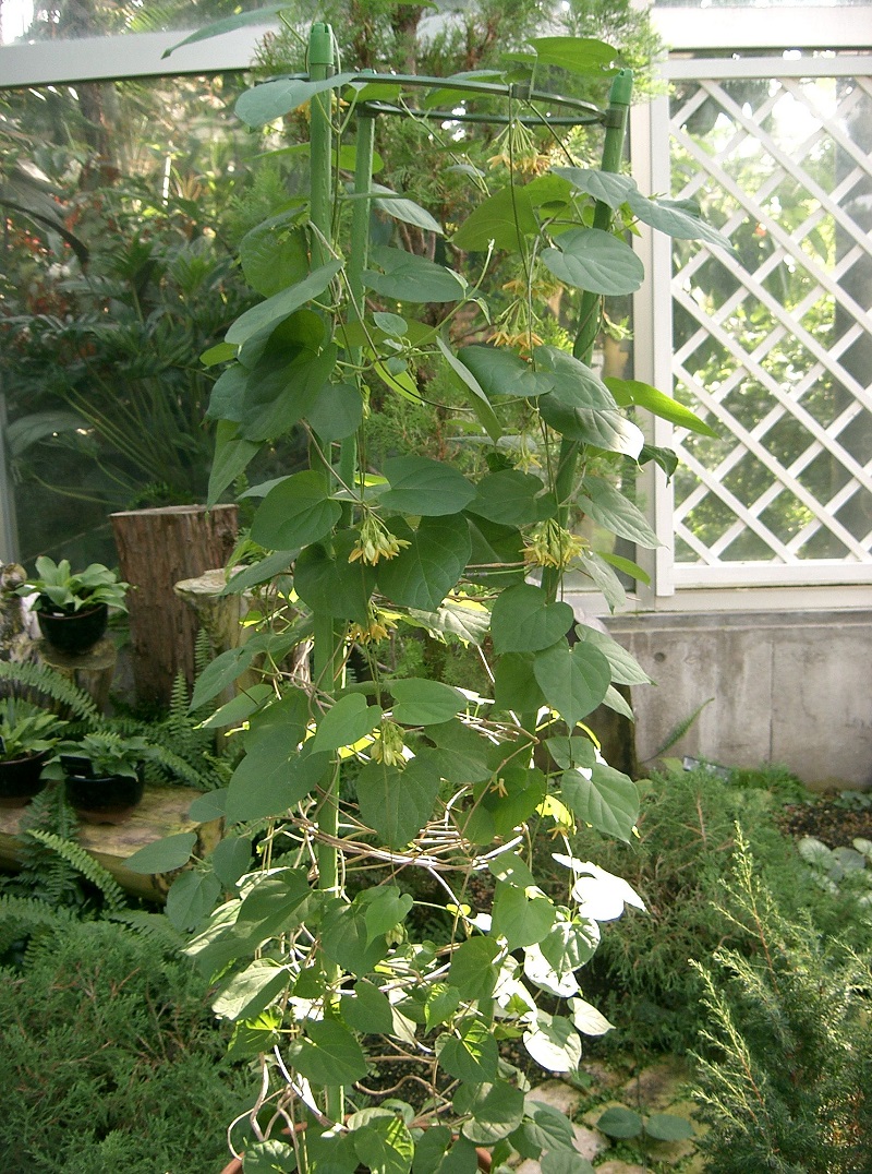 Hoa thiên lý,Telosma cordata,pakalana,Tonkin creeper,dạ lý hương,dạ lài hương