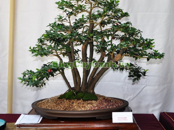 Cây Kim Quýt,Triphasia trifolata, cây kim quýt, hình ảnh cây kim quýt, cây kim quýt bonsai, cây bonsai, cay kim quyt bonsai, cây kim quýt đẹp, ý nghĩa cây kim quýt, cay kim quyt,