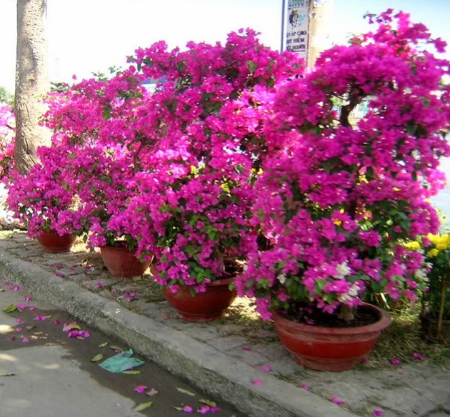 Hoa giấy,cây hoa giấy,cây bông giấy,bông giấy,Bougainvillea spectabilis willd,Bougainvillea