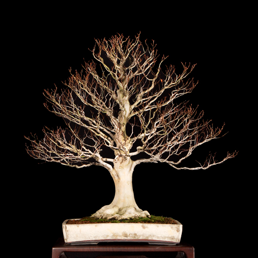 Bonsai Châu Âu - Những tác phẩm đỉnh cao