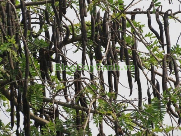Cây Ô Môi,cây ô môi, hình ảnh cây ô môi, công dụng cây ô môi, cay o moi, cây ô môi chữa bệnh, cách trồng và chăm sóc cây ô môi,