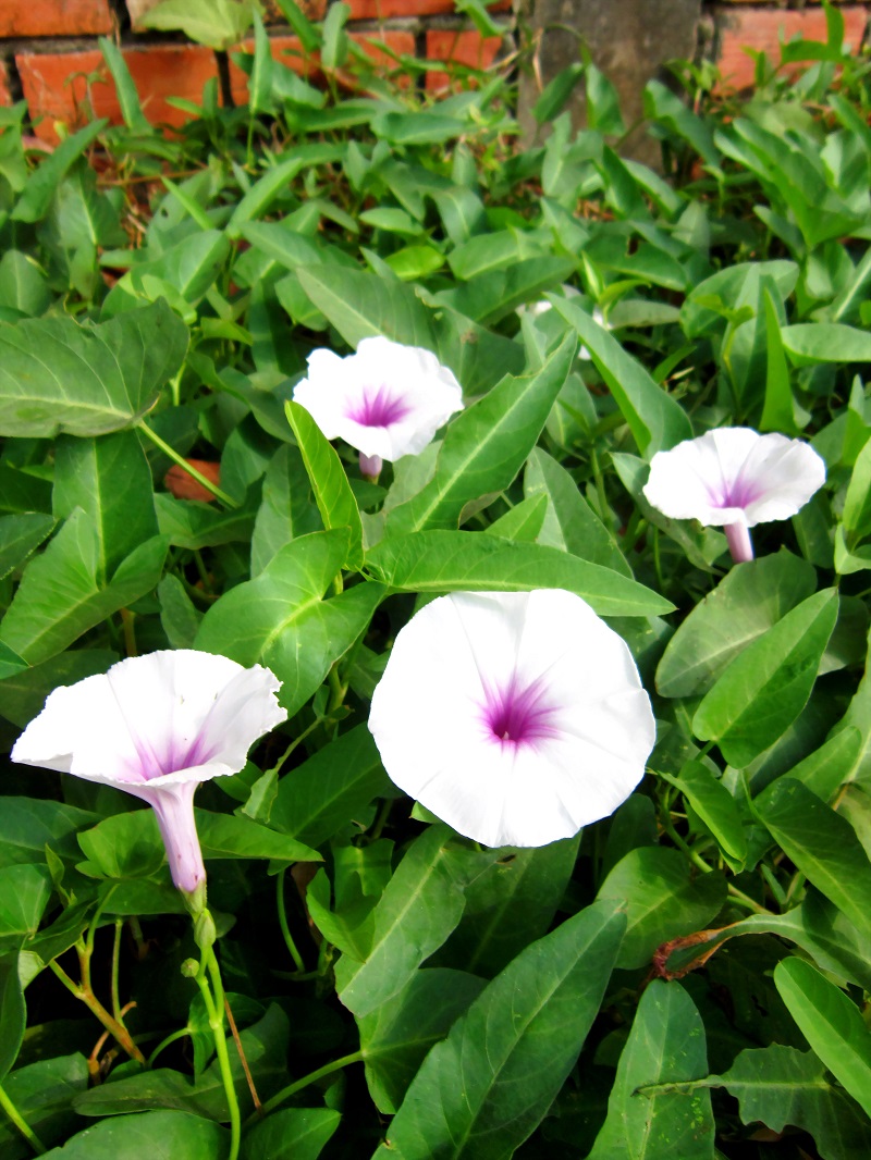 Rau muống,Ipomoea aquatica,họ bìm bìm,Convolvulaceae,cây thủy sinh,tác dụng của rau muống,trường hợp không ăn rau muống,bài thuốc từ rau muống