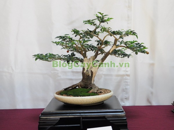 Cây Kim Quýt,Triphasia trifolata, cây kim quýt, hình ảnh cây kim quýt, cây kim quýt bonsai, cây bonsai, cay kim quyt bonsai, cây kim quýt đẹp, ý nghĩa cây kim quýt, cay kim quyt,