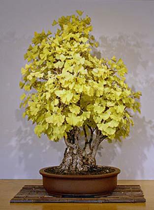 Cây bạch quả - ngân hạnh bonsai