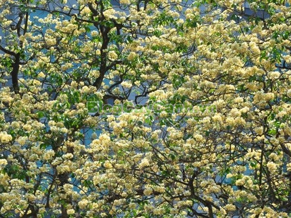 Cây Bún,cây bún, chi Crateva, họ Bạch hoa, Màn Màn,capparaceae,họ Cáp, hình ảnh cây bún, cách chăm sóc cây bún,đặc điểm cây bún, cây bún hà nội, bún nước, cay bun,