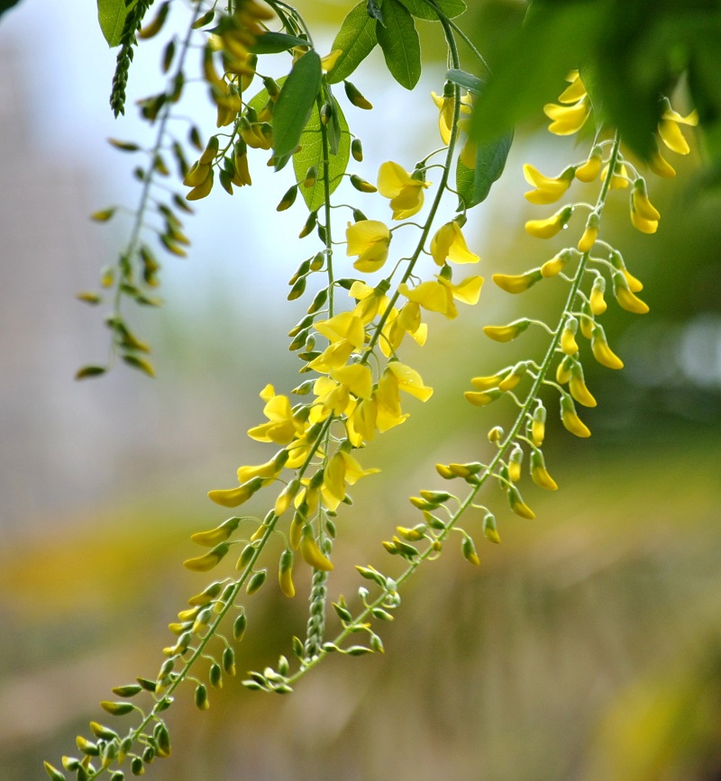 Cây chuỗi vàng,cay chuoi vang,cây kim tước,chuỗi vàng,Golden Chain,Golden Chain Flowers,Kingusari,Laburnum,họ đậu,Fabaceae