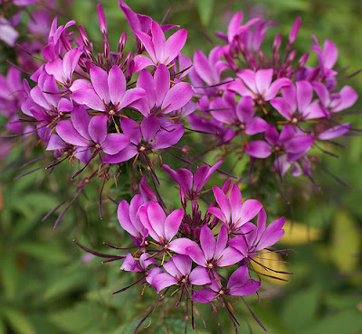 Hoa túy điệp,túy điệp,hoa đẹp,hoa Đà Lạt,Cleome spinosa