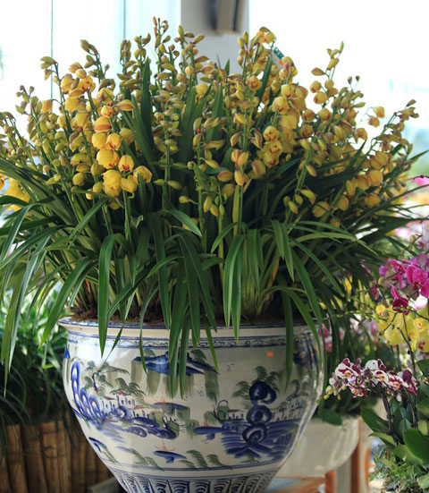 Cây địa lan,cay dia lan,địa lan,dia lan,phong lan,hoa lan,Cymbidium hybrid