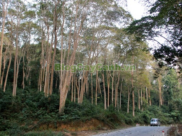 Cây Săng Lẻ,cây săng lẻ, cay sang le,Lagerstroemiatomentsa Presl, họ bằng lăng, họ Lythraceae, cây săng lẻ cổ thụ,