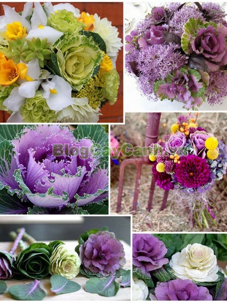 Cây Hoa Bắp Cải (Cây bắp cải thái lan),cây hoa bắp cải, Kale flowers, abbage, Broccoli, cây bắp cải thái lan, cây hoa bắp cải thái lan, bông cải xanh, cây bắp cải cảnh, cây bắp cải xoắn, hình ảnh cây hoa bắp cải, cây hoa bắp cải đẹp,