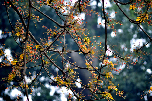 Cây hoa mõ,hoa mõ,cây hoa mõ bên hồ Gươm,cây hoa mõ bên hồ Hoàn Kiếm