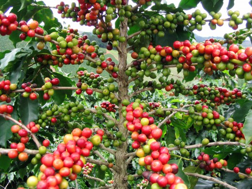 Cà phê,cây cà phê,coffee,cafe,họ thiến thảo,Rubiaceae,cà phê chè,Coffea arabica,cà phê vối,Coffea canephora,Coffea robusta,cà phê mít,Coffea liberica,Coffea excelsa,các loại cà phê,cà phê chồn