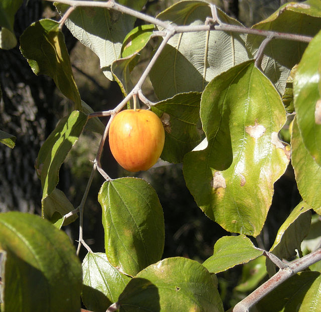 Quả táo ta chín