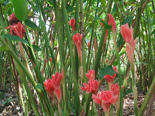 Đa lộc,hoa đa lộc,hoa sen đất,gừng tàu,hoa vạn phúc,Etlingera elatior,họ gừng,Zingiberaceae,đậu khấu