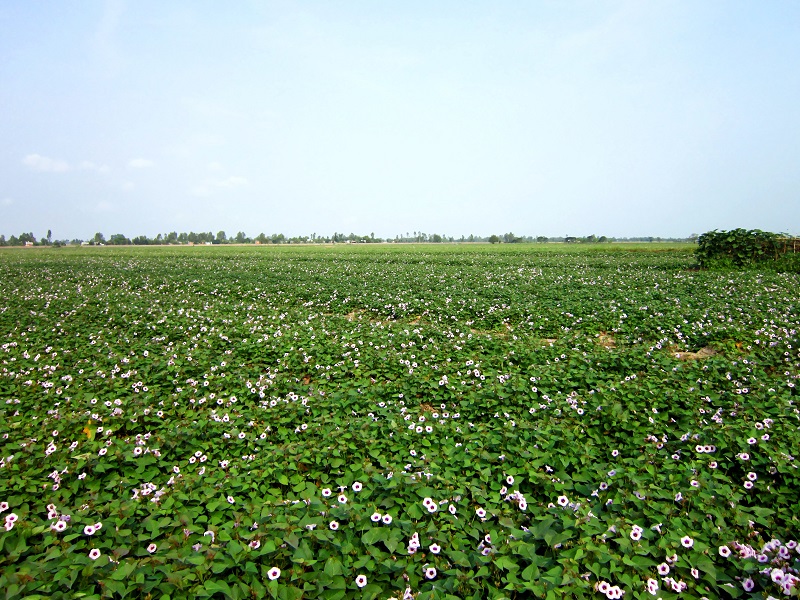 Khoai lang,Ipomoea batatas,củ khoai lang,các loại khoai lang,khoai lang tím,khoai lang ruột đỏ,khoai lang ruột vàng,công dụng y học của khoai lang,tác dụng của khoai lang,khoai lang Hoàng Long,khoai lang lệ cần,khoai lang tím Nhật,khoai lang tím Nhật ở Bình Tân,họ bìm bìm,Ipomoea,Convolvulaceae
