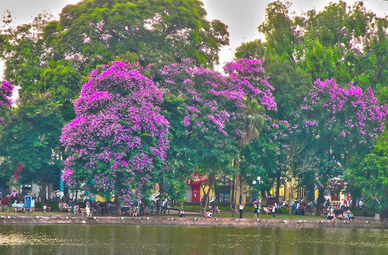 cây bằng lăng