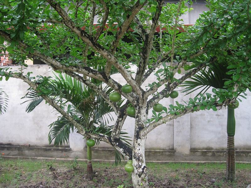 Đào tiên,cây đào tiên,cây đào,cây trường sinh,quả trường sinh,Crescentia cujete,họ chùm ớt,họ Đinh,họ Núc nác,họ Quao,Bignoniaceae