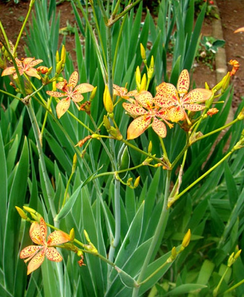 Cây rẻ quạt,rẻ quạt,xạ can,cây xạ can,biển trúc,Belamcanda chinensis,cây hoa đẹp,cây chữa bệnh