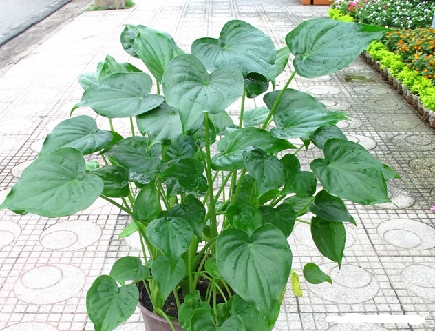 Môn tai Phật,mon tai Phat,môn lá tím,cây đuổi muỗi,Chinese Taro,Caladium hortulanum,cây nội thất,cây phong thủy