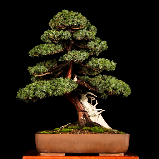 Bonsai Châu Âu - Những tác phẩm đỉnh cao