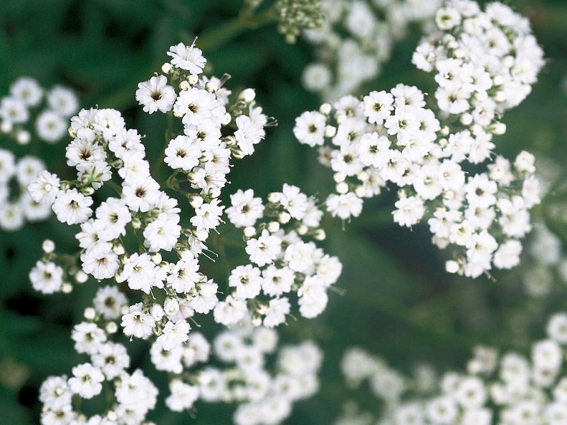 Hoa baby,baby,hoa chấm bi,Baby’s breath,ý nghĩa của hoa baby,Gypsophila,Gypsophila paniculata,họ cẩm chướng,Caryophyllaceae,Happy Festival,Festival star,hoa tình yêu,hoa tình nhân