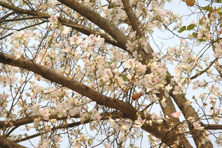 Hoa ban,hoa ban trắng,hoa ban tím,hoa ban hồng,hoa móng bò sọc,hoa ban tây bắc,hoa ban trắng tây bắc,chuyện tình hoa ban