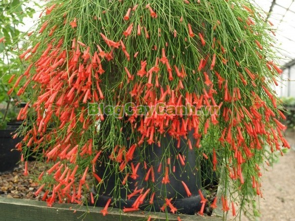 Cây Liễu Tường Hoa Đỏ,cây liễu tường hoa đỏ, họ Hoa mõm sói , Scrophulariaceae., hình ảnh cây liễu tường hoa đỏ, Russelia equisetifomis Schlecht. et Cham., cay lieu hoa do, cây hoa xác pháo, cây xác pháo,