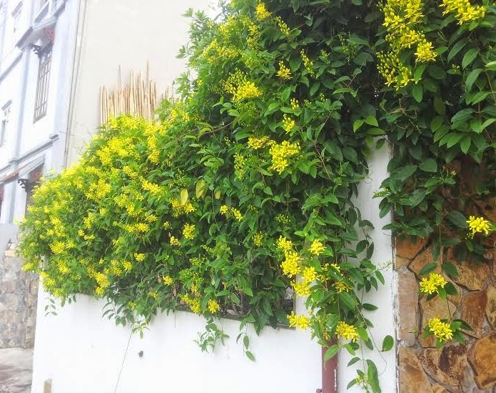 Mai hoàng yến,mai hoang yen,dây Kim đồng,Tristellateia australasiae,họ Sơ ri,họ Kim đồng, họ Dùi đục,Malpighiaceae