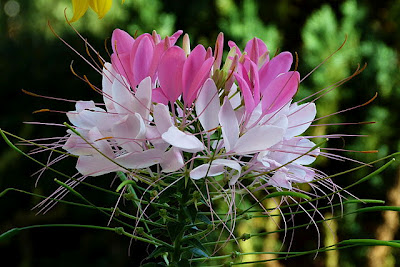 Hoa túy điệp,túy điệp,hoa đẹp,hoa Đà Lạt,Cleome spinosa