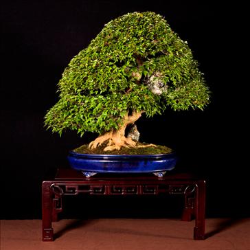 Bonsai Châu Âu - Những tác phẩm đỉnh cao