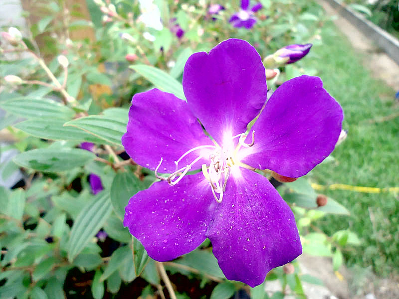 Hoa mua,hoa tím,hoa mua Đà Lạt,đồi hoa mua Đà Lạt,các loài hoa mua,cây hoa,cây bụi,Melastoma,Melastomataceae