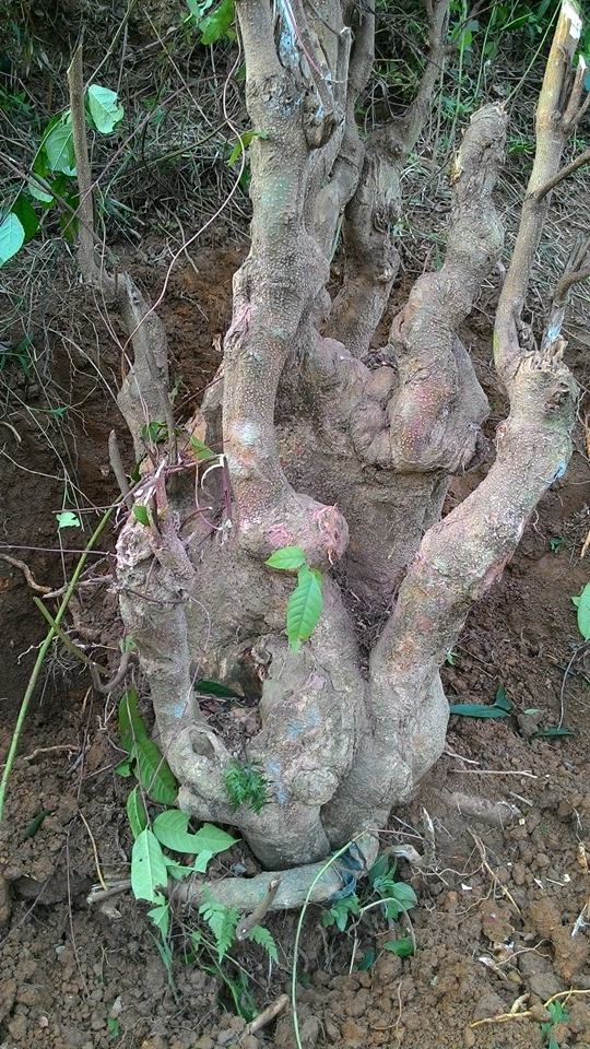 Thừng mực,cây thừng mực,cây lồng mức