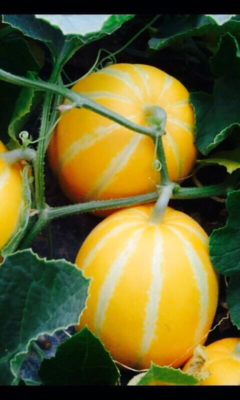 Dưa gang,dưa hoàng kim,cây ăn quả,cucumis sativus var. conomon,dưa chuột,dưa leo,họ bầu bí,cucurbitaceae