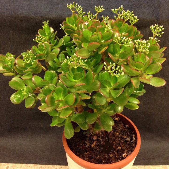 Cây ngọc bích,cay ngoc bich,ngọc bích,ngoc bich,cây phỉ thúy,cây tình bạn,cây may mắn,cây kim tiền,Money Plant,lucky money,cây ngày tết