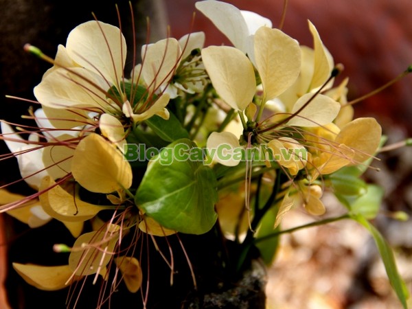 Cây Bún,cây bún, chi Crateva, họ Bạch hoa, Màn Màn,capparaceae,họ Cáp, hình ảnh cây bún, cách chăm sóc cây bún,đặc điểm cây bún, cây bún hà nội, bún nước, cay bun,
