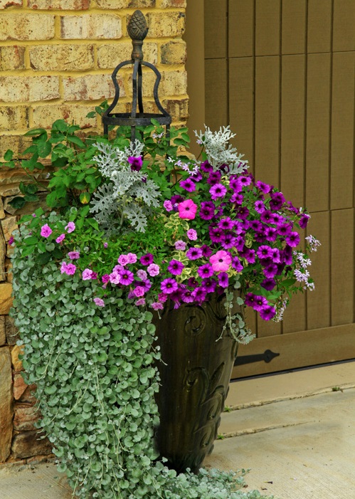 Vẩy rồng,vảy rồng,cây vẩy rồng,cay vay rong,Emerald