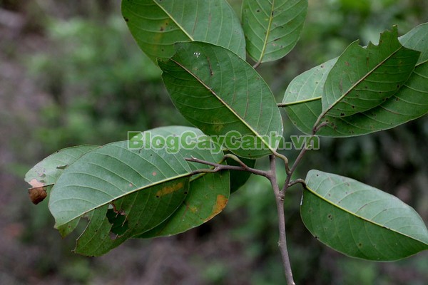 Cây Chò Đen,cây chò đen, Parashorea stellata Kurz., thuộc họ Dầu, họ Dipterocarpaceae, cây chò, chò đen, cay cho den,