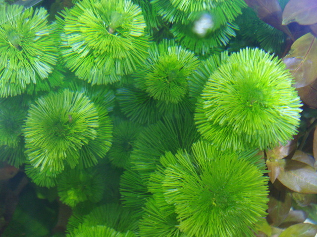 Rong lá ngò,tiềm liên,Cabomba caroliniana,cây thủy sinh