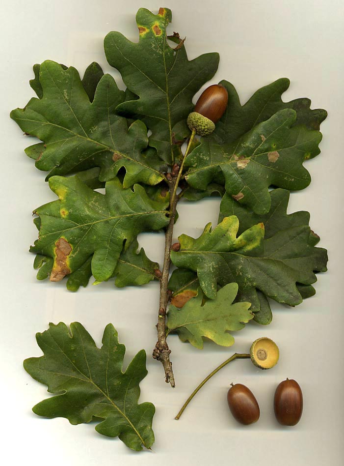 Cây sồi,Quercus