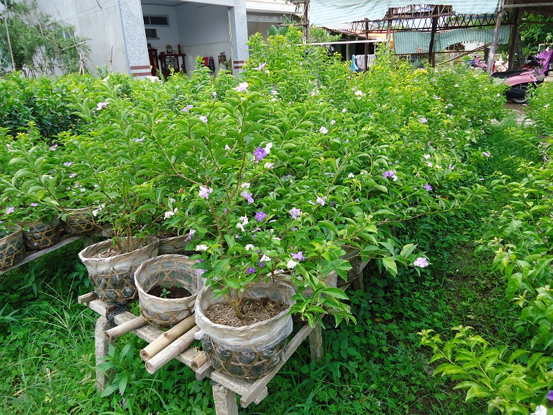 Hoa nhài Nhật,hoa Lài Nhật,nhài Nhật,lài Nhật,hoa nhài,hoa lài,lài hai màu,cà hoa xanh,Brunfeldsia hopeana Benth