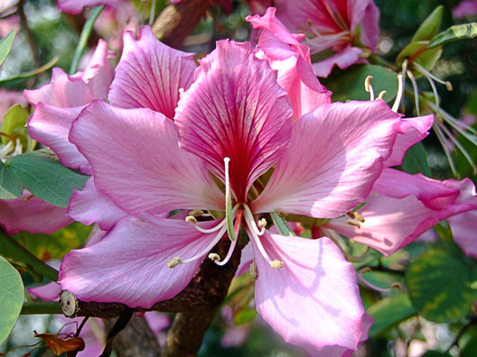 Hoa ban,hoa ban trắng,hoa ban tím,hoa ban hồng,hoa móng bò sọc,hoa ban tây bắc,hoa ban trắng tây bắc,chuyện tình hoa ban