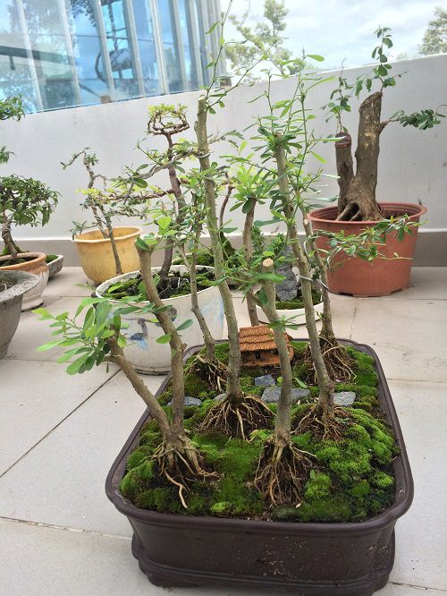 Tiểu cảnh rừng linh sam, cây to bằng ngón tay cái, cao 35cm, rễ nổi đẹp, chậu xi măng.