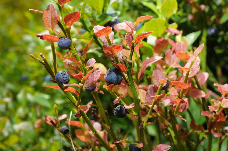 Việt quất đen,việt quất quả đen,việt quất,ỏng ảnh,cây ỏng ảnh,Vaccinium myrtillus,Common Bilberry,Bilberry,tác dụng của quả việt quất,việt quất làm thuốc,việt quất chữa bệnh