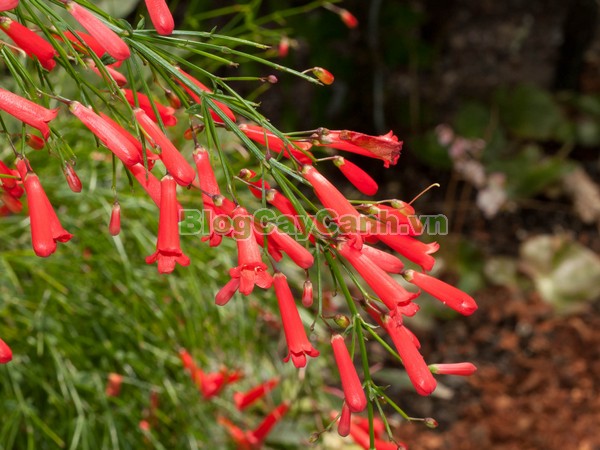 Cây Liễu Tường Hoa Đỏ,cây liễu tường hoa đỏ, họ Hoa mõm sói , Scrophulariaceae., hình ảnh cây liễu tường hoa đỏ, Russelia equisetifomis Schlecht. et Cham., cay lieu hoa do, cây hoa xác pháo, cây xác pháo,