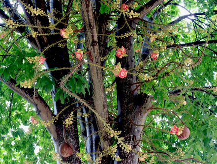 Cây sala,Sa La,sala,cay sala,cây ngọc kỳ lân,cay ngoc ky lan,cây đầu lân,cây hàm rồng,cây sala,Couroupita guianensis